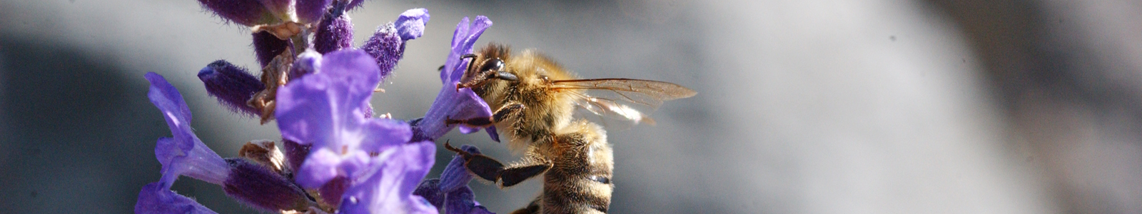 Biene auf lila Blüte ©DLR